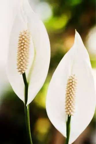 Peace Lily flowers