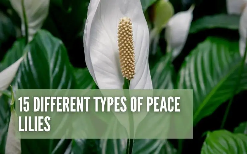 15 Different Types of Peace Lilies