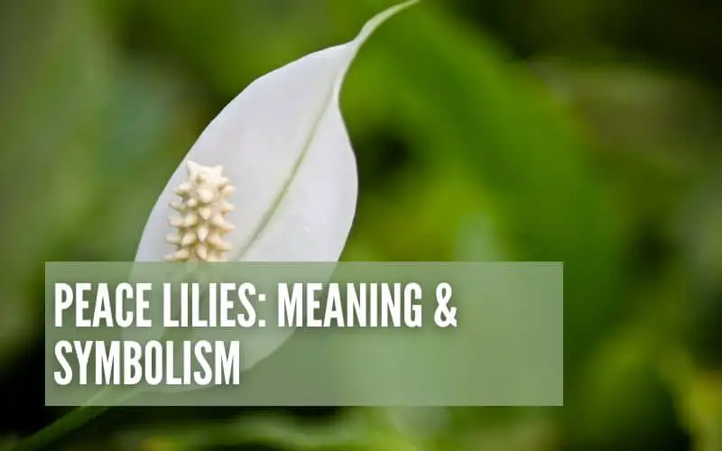 Peace Lilies: Meaning & Symbolism