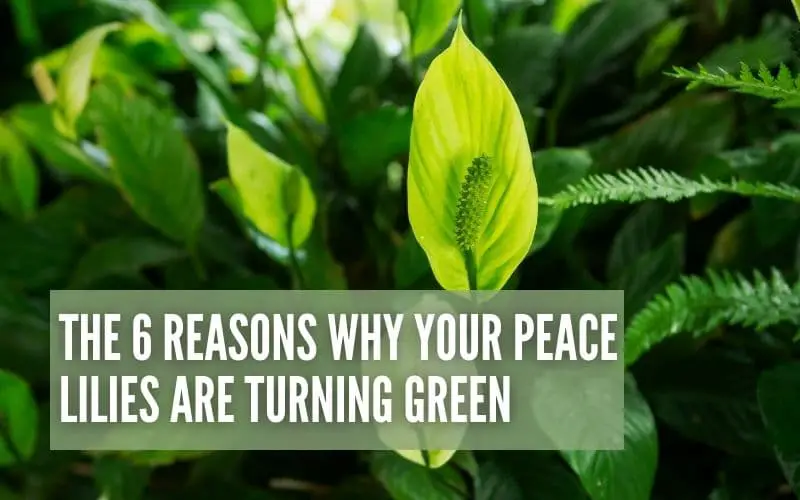 The 6 Reasons Why Your Peace Lilies Are Turning Green