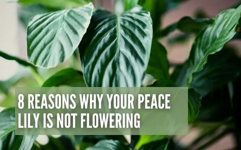 8 Reasons Why Your Peace Lily Is Not Flowering