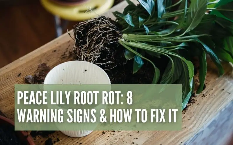 Peace Lily Root Rot: 8 Warning Signs & How To Fix It