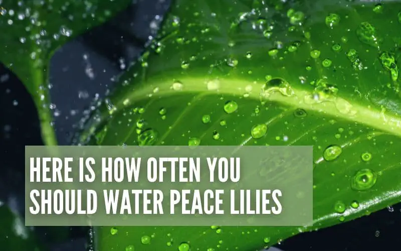 Here Is How Often You Should Water Peace Lilies