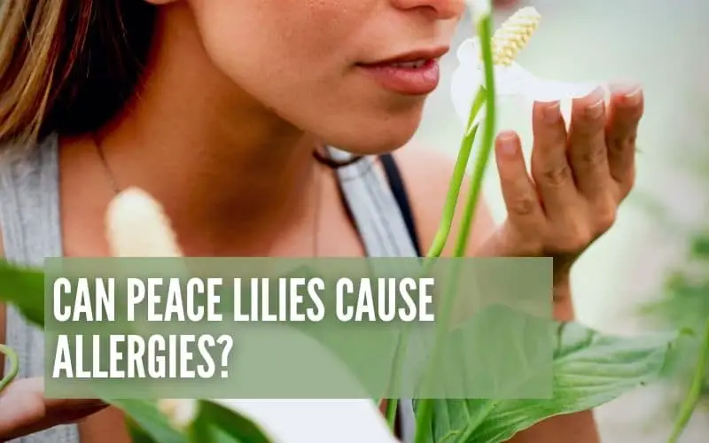 Can Peace Lilies Cause Allergies?