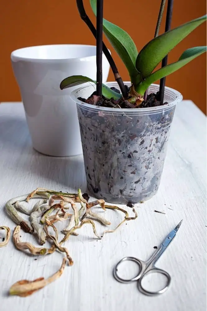 6 Signs Your Orchid Needs Repotting And How To Do It 9370