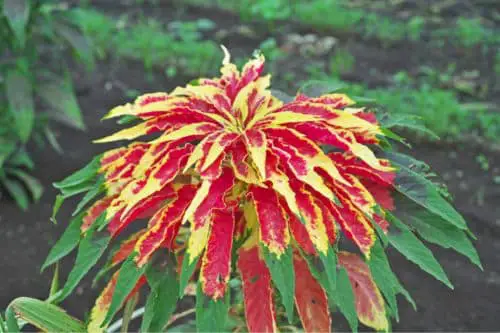 Amaranthus Tricolor