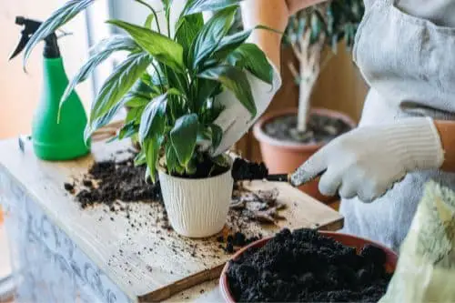 Repotting a Peace Lily