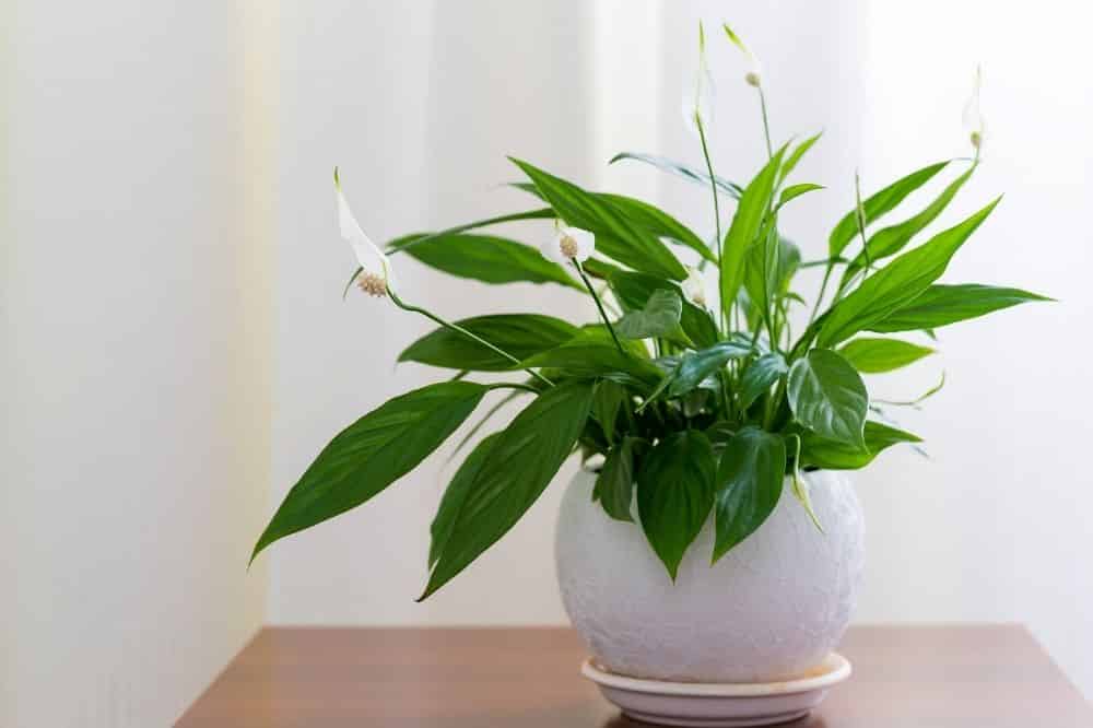 Flowering Peace Lily