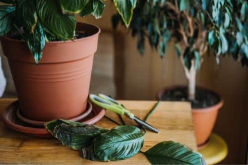 Sick peace Lily