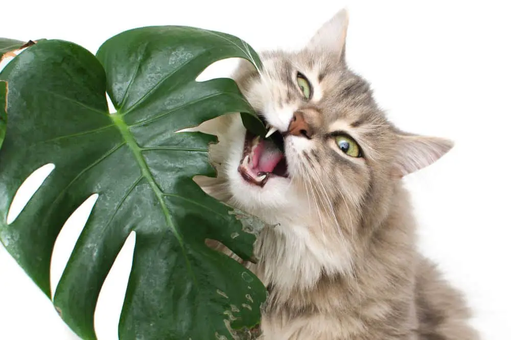 Cat eating a Monstera