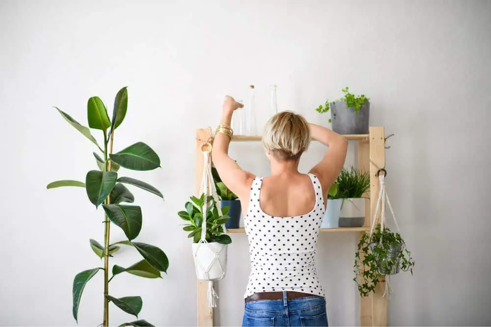 Arranging plants on a wooden Shelf