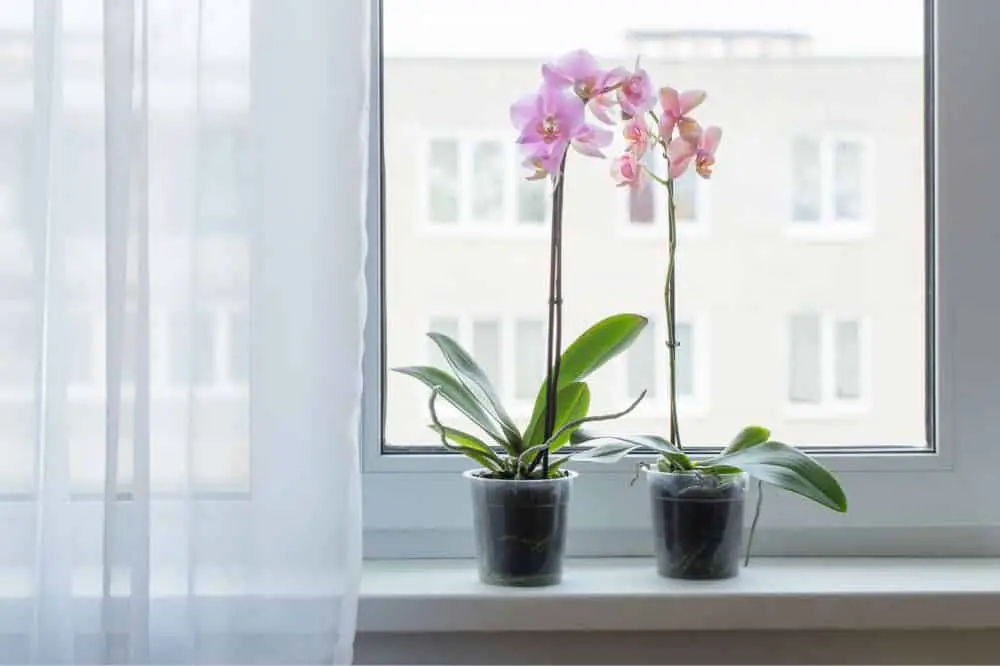 Orchids in Clear Pots
