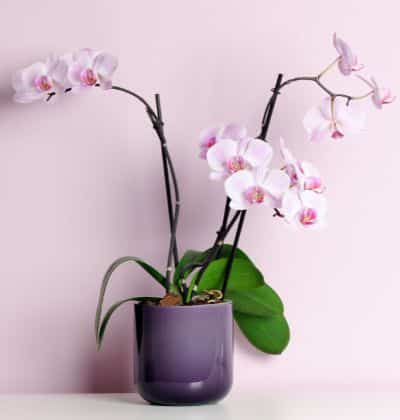 Orchid with Flowers