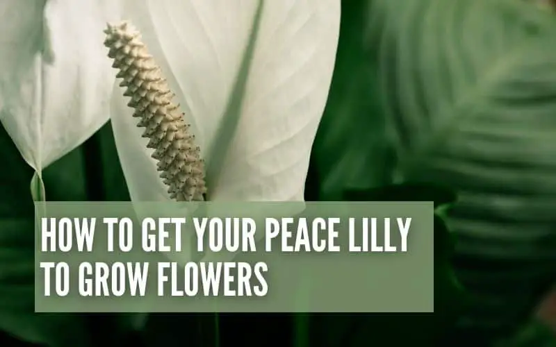 How To Get Your Peace Lilly To Grow Flowers