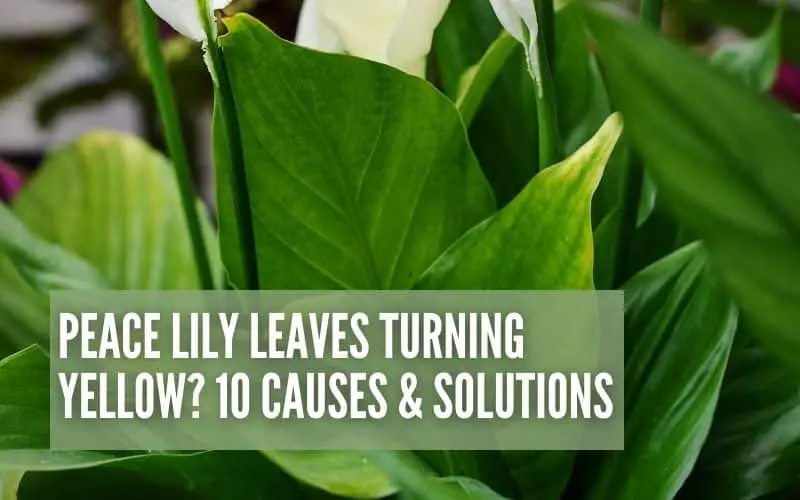 Peace Lily Leaves Turning Yellow? 10 Causes & Solutions