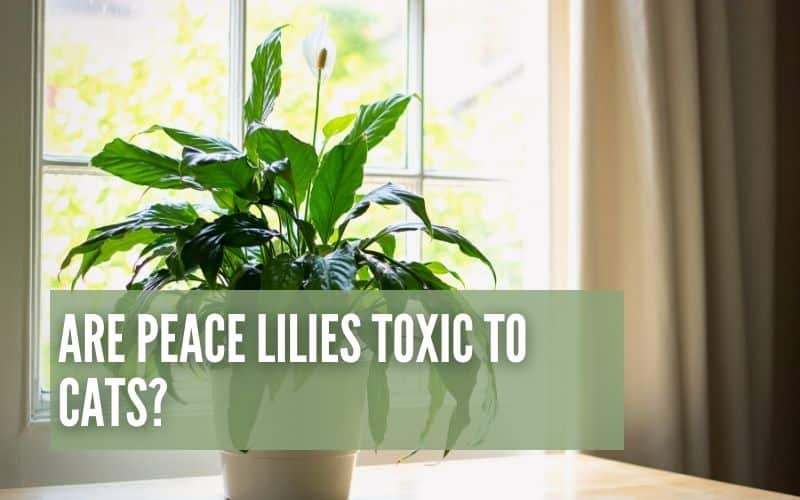 Are Peace Lilies Toxic To Cats?