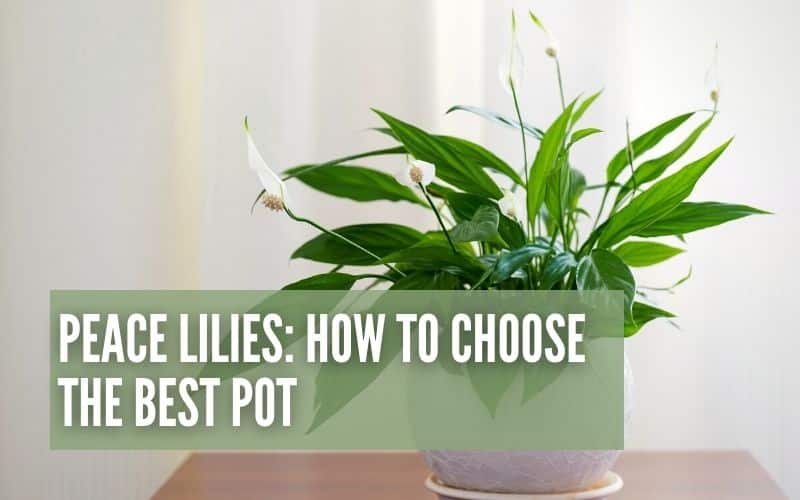 Peace Lilies: How To Choose The Best Pot