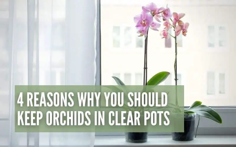 4 Reasons Why You Should Keep Orchids In Clear Pots