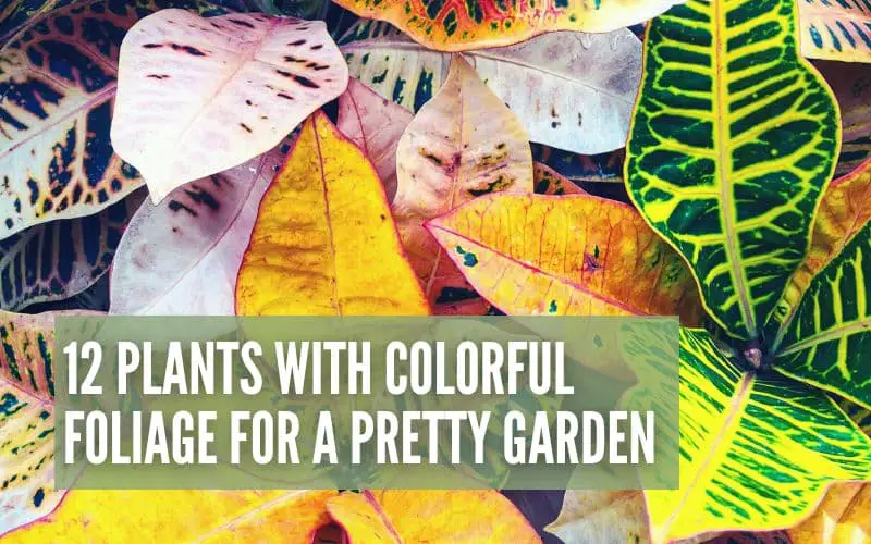 12 Plants With Colorful Foliage For A Pretty Home Garden