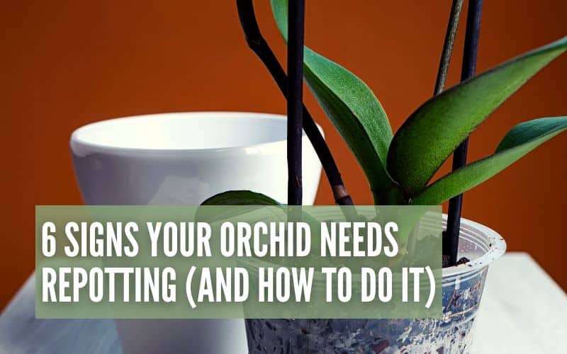 6 Signs Your Orchid Needs Repotting (And How To Do It)