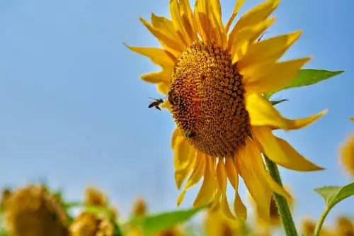 Bee pollinating a sunflower.
