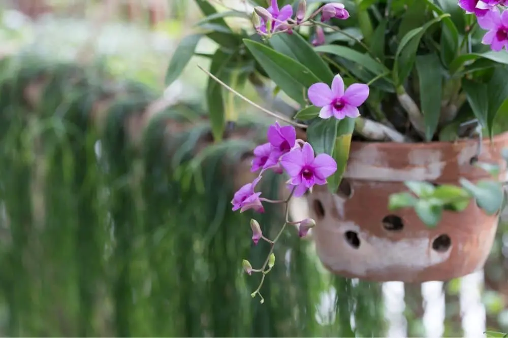 Orchid in a special pot.