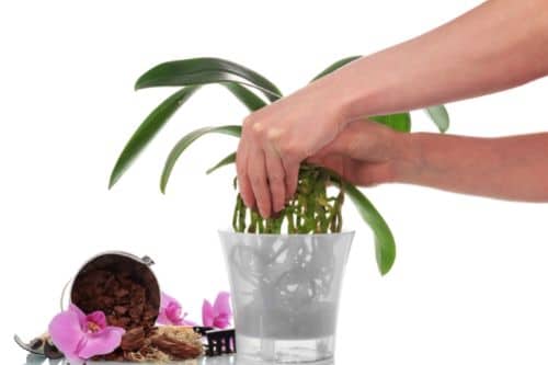 Repotting an orchid.