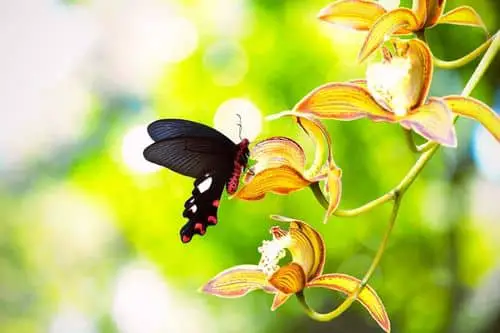 Butterfly sucking nectar on an orchid.