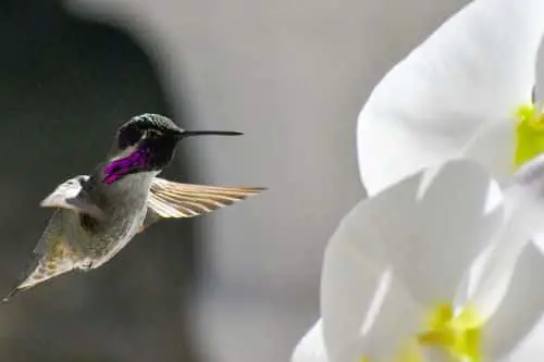 Hummingbird close to an orchid.