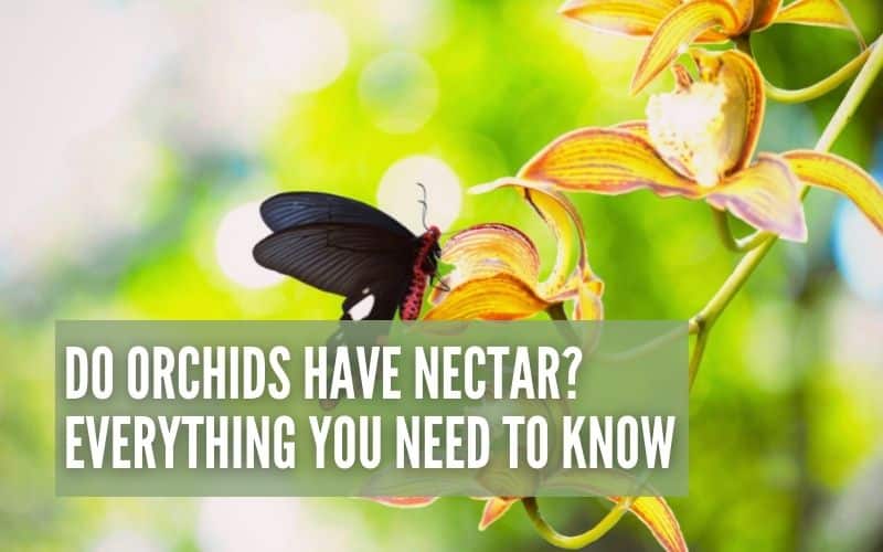 Do Orchids Have Nectar?