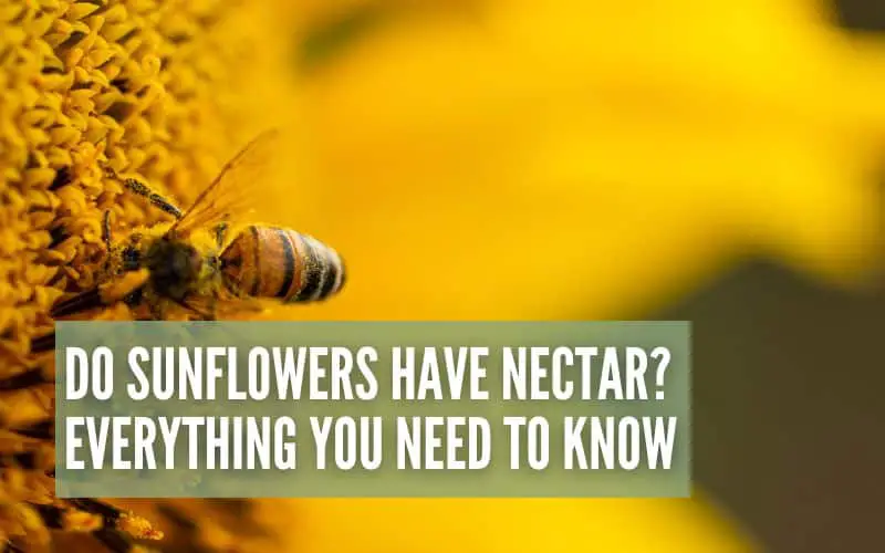 Do Sunflowers Have Nectar?