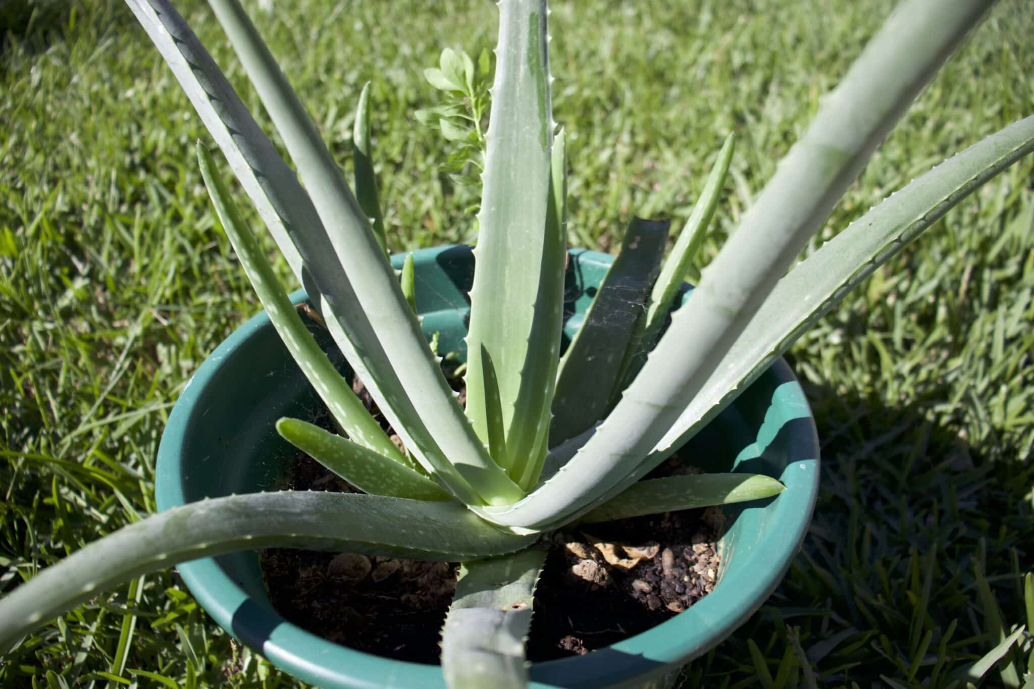 How Much Is An Aloe Vera Plant?