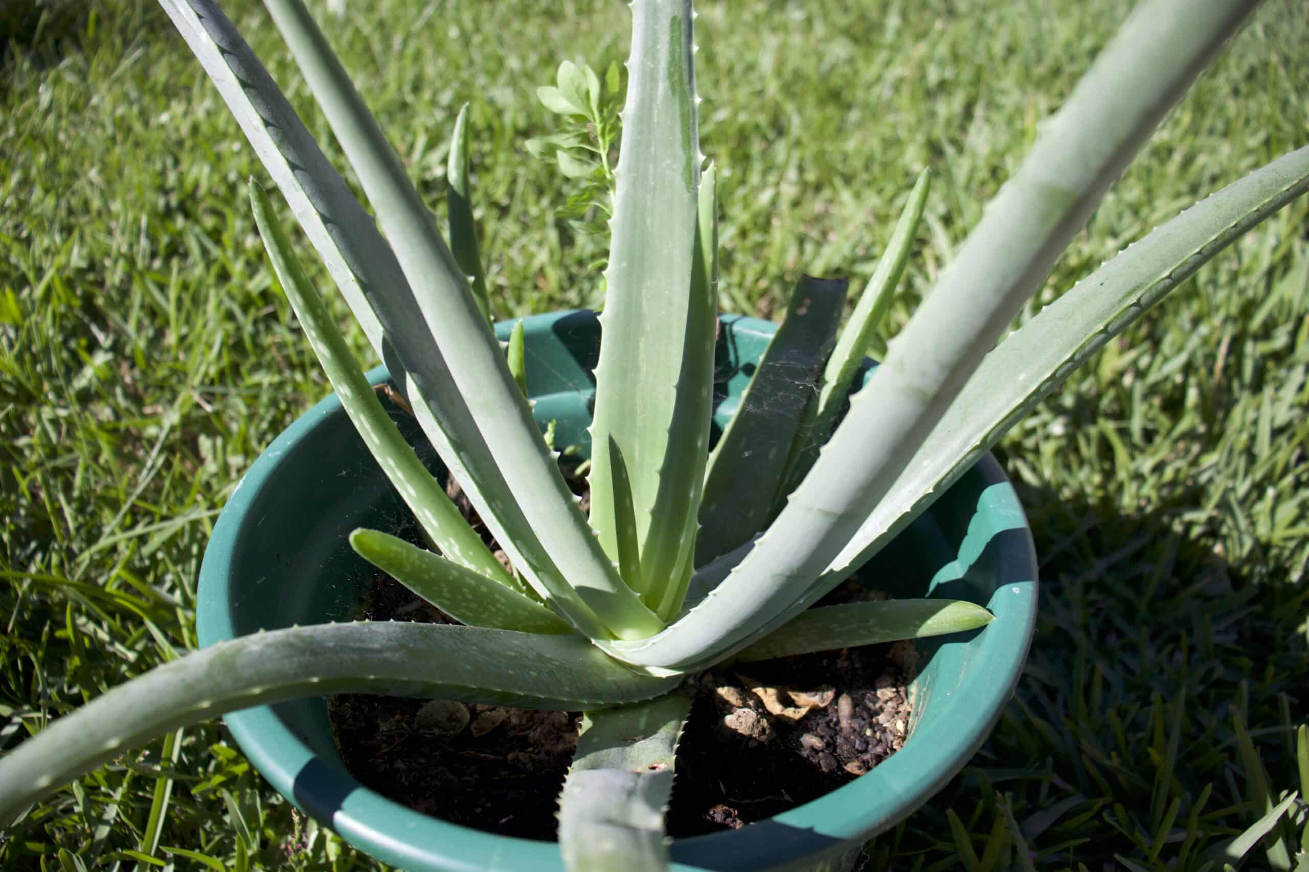 How Much Is An Aloe Vera Plant 3178