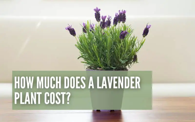 how much is a lavender plant