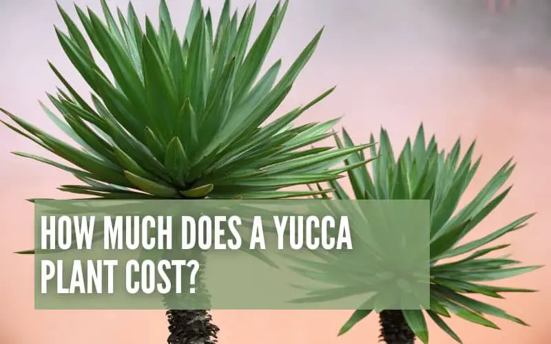 how much is a yucca plant