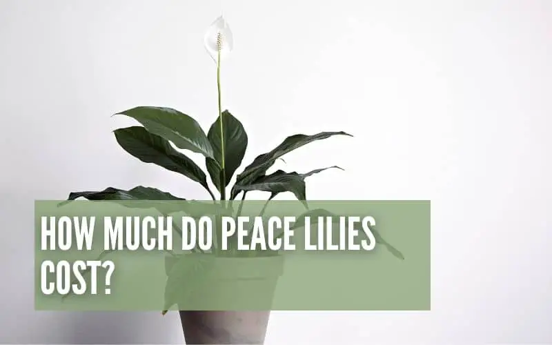 How Much Do Peace Lilies Cost?