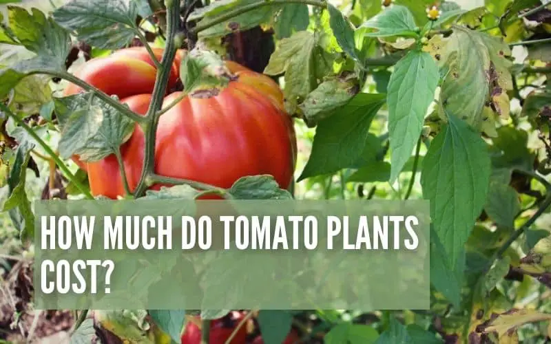 How Much Do Tomato Plants Cost?
