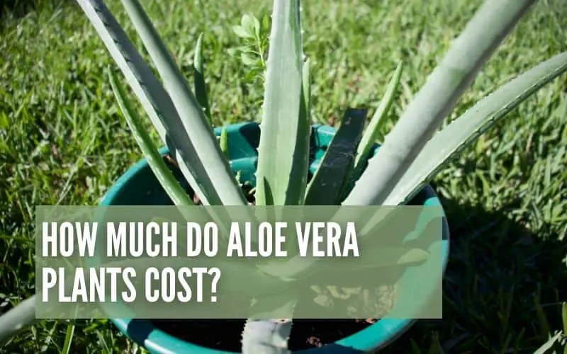 How Much Is An Aloe Vera Plant?