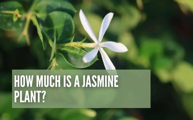 How Much Is A Jasmine Plant?