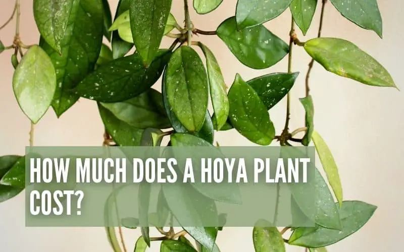 How Much Is A Hoya Plant?