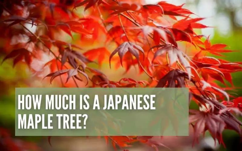 How Much Is A Japanese Maple Tree?