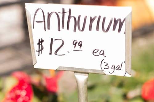 anthurium cost