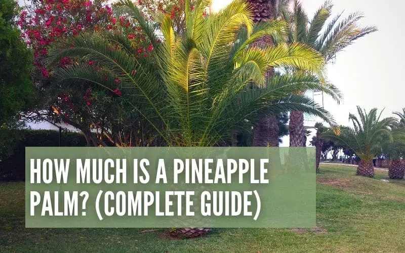 How Much Is A Pineapple Palm? (Complete Guide)