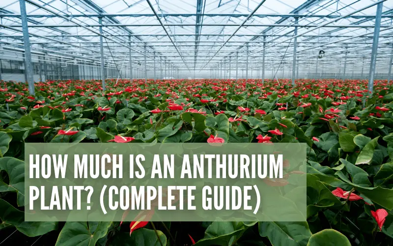 How Much Is An Anthurium Plant? (Complete Guide)